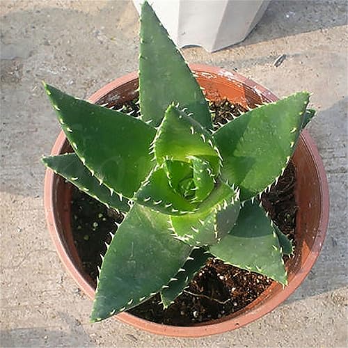 20 Stück Aloe-Vera-Samen, ausgezeichnete Zimmerpflanzen, Kräuter-Sukkulenten-Garten, seltene Pflanze für die Gartenbepflanzung von lamphle