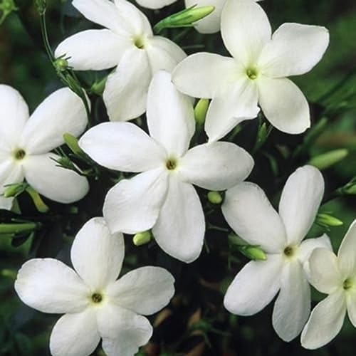 20 Stück Jasminum Grandiflorum Samen Zierblume Garten Balkon Bonsai Dekor für Gartenbepflanzung Jasminum Grandiflorum-Samen von lamphle