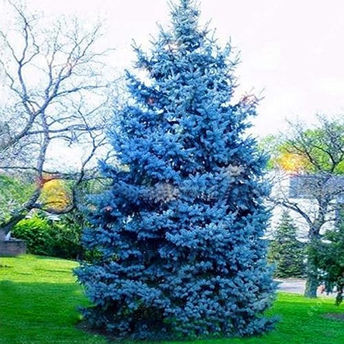 20 Stück anpassungsfähige Samen der Colorado-Himmelblaufichte, winterhart, Picea pungens glauca, Baumsamen für die Gartenbepflanzung von lamphle