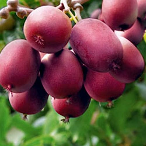 20 Stücke Rote Kiwisamen Actinidia Bonsai Köstliche Obstbaum Pflanze Garten Dekor Blume Obstbaum Gemüsesamen Kiwi-Samen von lamphle