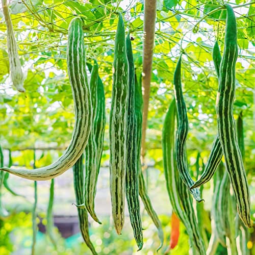 20 Stücke Schlangenkürbis Samen Hohe Keimrate Gartenbau Pflanzung Natürliche Trichosanthes Gemüsesamen Gartenbedarf Saatgut von lamphle