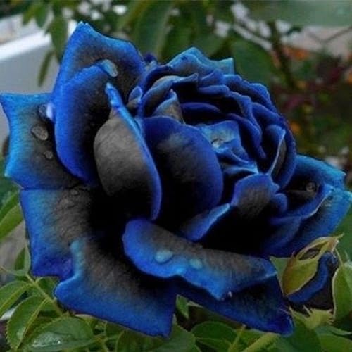 20 Stücke Seltene Blaue Rand Rose Pflanzensamen Balkon Garten Topf Rose Blumen Samen für Garten Pflanzen von lamphle