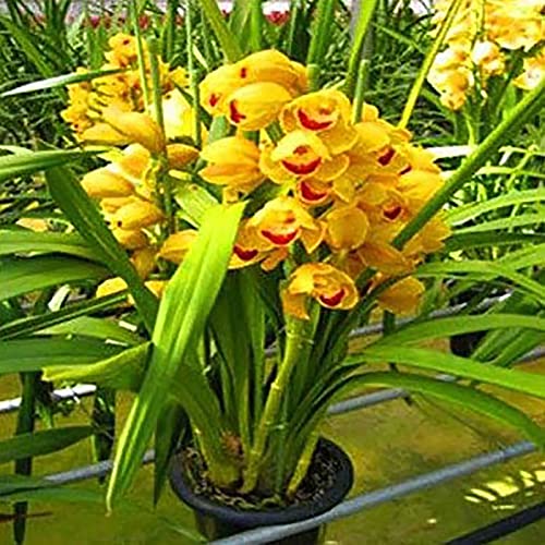 200 Stück Cymbidium-Samen, blühende, lebendige Farbe, hohe Überlebensrate, Blumensamen für Zuhause Gelb von lamphle