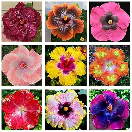 200 Stück Hibiskus-Korallenblumensamen, Gartenhof, Heimpflanze, DIY-Bonsai-Dekor für die Hausgartenbepflanzung Hibiskus Coralline Samen von lamphle
