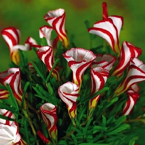 200 Stück Oxaliss Versicolor Blumensamen Garten Hinterhof Rasen Zierpflanze Blume Obstbaum Gemüsesamen Oxaliss-Samen von lamphle