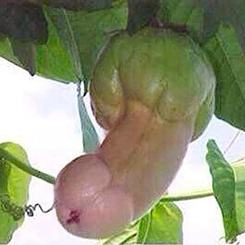 30 Stücke Penis Melone Kürbis Samen Garten Hof Bonsai Köstliche Gemüse Pflanzen Blume Obst Baum Gemüse Samen Kürbiskerne 30St von lamphle