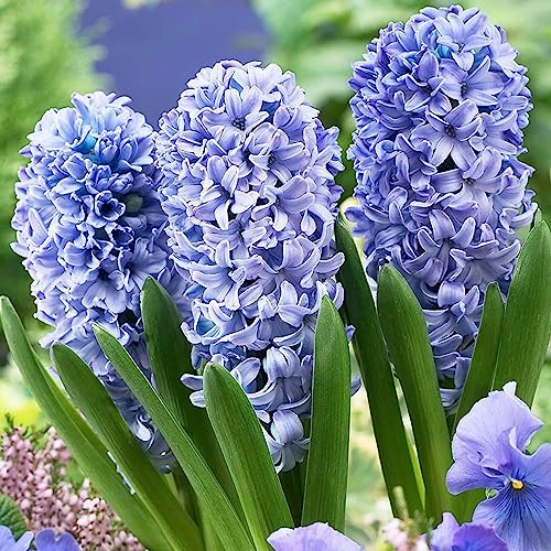 300 Stück/Beutel Hyazinthensamen, umweltfreundlich, einfach zu pflanzen, Hyazinthen-Blumensamen, Blumen-Obstbaum-Gemüsesamen Blau Hyazinthe-Samen von lamphle