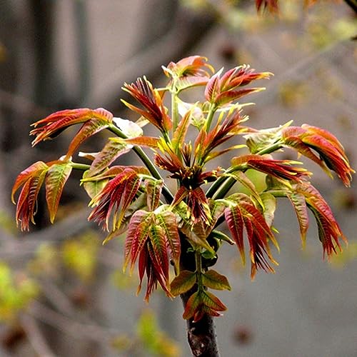 40 Stück chinesische Mahagoni-Toon-Samen, rotes Öl, Toona Sinensis, Garten-Gemüsepflanze für die Gartenbepflanzung von lamphle