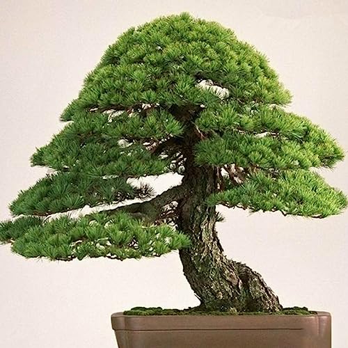 40 Stücke Weißkiefer Samen Bonsai Pinus Pflanze Parviflora Baum Hausgarten Dekor Blume Obstbaum Gemüsesamen Samen der weißen Kiefer 40 Stk von lamphle