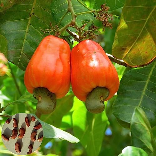 5 Stück Cashewnusssamen, köstliche tropische Obstbaum-Garten-Hinterhof-Bauernhof-Pflanze, Blumen-Obstbaum-Gemüsesamen Cashewnüsse Samen von lamphle
