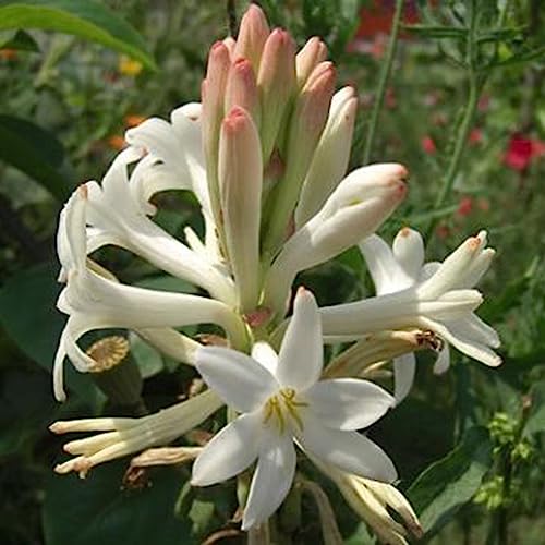 50 Stück/Beutel Tuberose-Samen, lebensfähig, produktiv, blühend, natürlich, duftend, dekorativ, floral, Bonsai-Sämlinge, Blumen-Obstbaum-Gemüsesamen Samen von lamphle