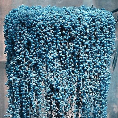 50 Stück seltene blaue Perlen-Chlorophytum-Samen, Topfpflanze, Anti-Strahlung, Heimdekoration für Gartenbepflanzung Blau von lamphle