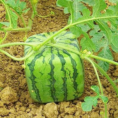 50 Stücke Seltene Quadratische Wassermelone Samen Köstliche Obst Pflanze Hausgarten Hof Dekor Blume Obstbaum Gemüsesamen Quadratische Wassermelonensamen 50 Stück von lamphle