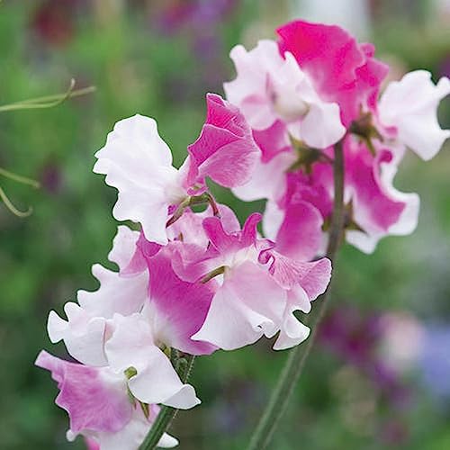 50 Teile/beutel Pflanzensamen Rustikale Schnell Wachsende Mehrfarbige Süße Erbsen Samen Blume Obstbaum Gemüsesamen Schweißerbsensamen von lamphle