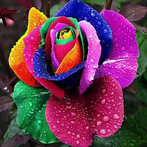 50 Teile/beutel Topf Samen Regenbogen Rose Blume Samen Blume Obst Baum Gemüse Samen Rosensamen von lamphle
