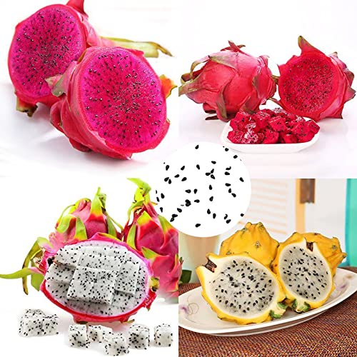 500 Stück Pitaya-Samen, Stauden, einfach zu pflanzen, umweltfreundliche Zimmerpflanzen, Indoor-Outdoor-Setzlinge für den Garten Gelb von lamphle