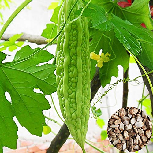 500pcs/Beutel Spargel Samen pralle Partikel hohe Keimungsrate florieren nicht gVO Okra Pflanzungssamen Gartenzubehör - C. von lamphle