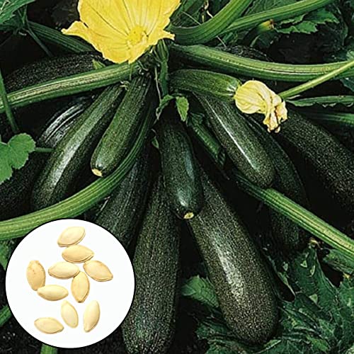 50pcs/Bag Zucchini -Samen produktiver hochrangiger leichter starker Vitalität frischer Pflanzensamen für Terrasse - Grün von lamphle