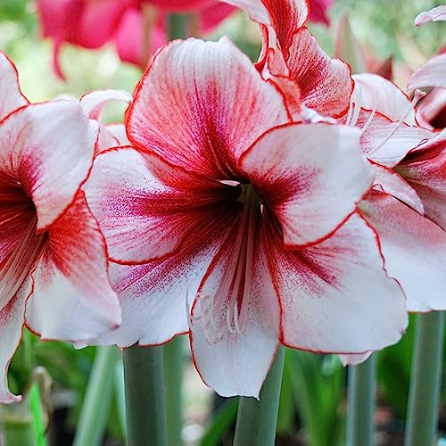 Amaryllis-Zwiebelsamen, 50 Stück/Beutel, immergrüne Amaryllis-Zwiebelsamen, gentechnikfrei, große, nach Süden ausgerichtete Blumensamen für den Balkon Samen von lamphle