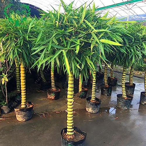 Bambusa Ventricosa-Samen, 50 Stück/Beutel, Bambusa Ventricosa-Samen, verschönernde Bonsai-lebende Gartensämlinge für Büro-Obstbaum-Gemüsegrassamen Bambusa Ventricosa Samen von lamphle