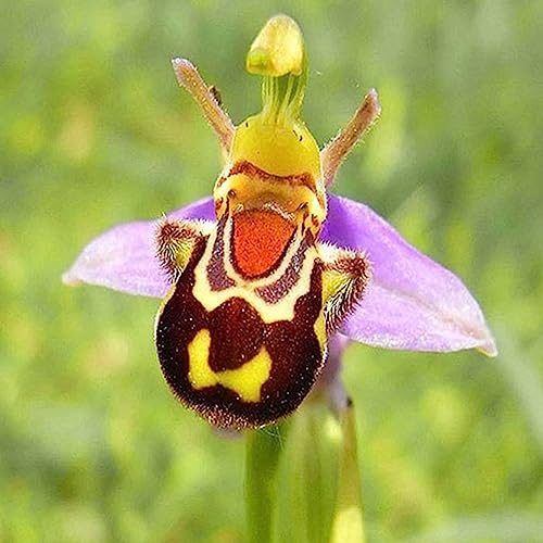 Bienen-Orchideensamen, 100 Stück/Beutel, Bienen-Orchideensamen, selten, lebendiges Lächeln, Gesicht, duftend, schöne Blumensamen, Blumen-Obstbaum-Gemüsesamen Biene Orchidee Blumensamen von lamphle