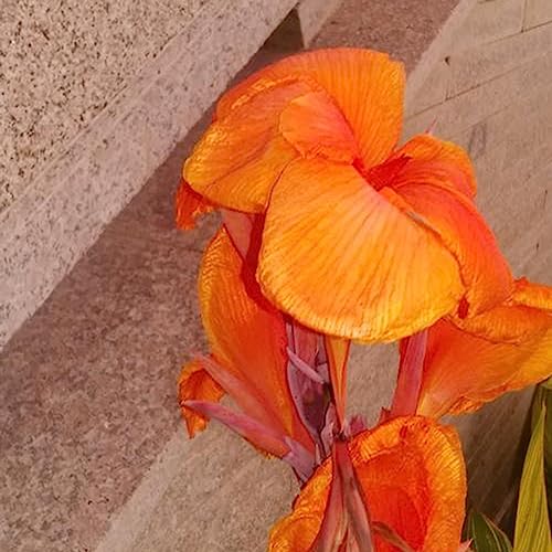 Canna-Samen, 20 Stück/Beutel, Canna-Samen, natürliche dekorative mehrjährige immergrüne Blumenpflanzensämlinge, Blumen-Obstbaum-Gemüsesamen Orange von lamphle