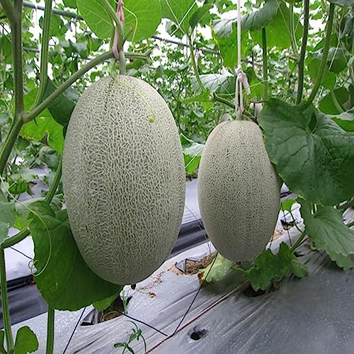 Cantaloupe-Samen, 55 Stück Cantaloupe-Samen, süße, saftige Samen, natürliche Obstsamen, Blumen-, Obstbaum- und Gemüsesamen Cantaloupe-Samen von lamphle