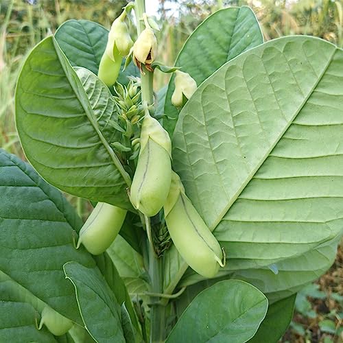 Crotalaria Cunninghamii-Samen, 30 Stück/Beutel, Crotalaria Cunninghamii-Samen voller Nährstoffe, essbare einjährige Pflanze, pflegeleichte Rattlebox-Samen, Blumen-, Obstbaum- und Gemüsesamen Crot von lamphle