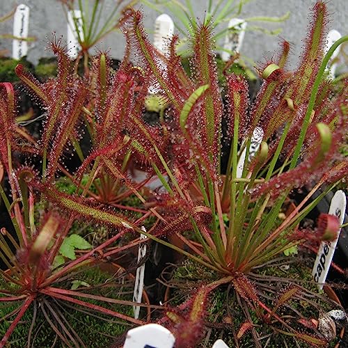 Drosera-Samen, 100 Stück/Beutel, Drosera-Samen, hohe Luftfeuchtigkeit, umweltfreundlich, dekorative, natürliche Drosera-Pflanzensamen, Blumen-, Obstbaum- und Gemüsesamen Drosera-Samen von lamphle