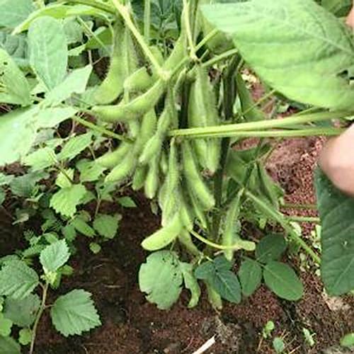 Edamame-Samen, 100 Stück/Beutel, Gemüsesamen, köstliche, schnell wachsende, produktive, hochkeimende grüne Gartensamen für den Außenbereich Saatgut von lamphle