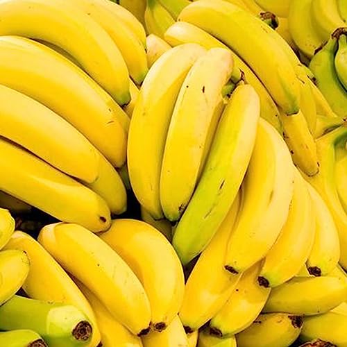 Große Bananensamen, 130 Stück, große Bananensamen, süße Samen mit hoher Keimrate, Heimpflanzensamen, Blumen-Obstbaum-Gemüsesamen Große Bananensamen von lamphle