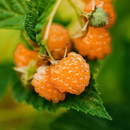 Himbeersamen, 50 Stück/Beutel Himbeersamen Aromatische, seltene, leicht zu kultivierende Fruchtsamen für den Garten Orange von lamphle