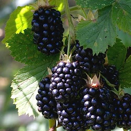 Himbeersamen, 50 Stück/Beutel Himbeersamen Aromatische, seltene, leicht zu kultivierende Fruchtsamen für den Garten Schwarz von lamphle
