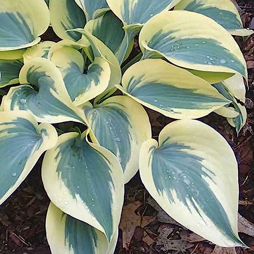 Hosta-Samen, 200 Stück/Beutel, Hosta-Samen, DIY, dekorativ, attraktiv, gemischte Farbe, duftend, Hosta plantaginea, Bonsai-Samen, Blumen-Obstbaum-Gemüsesamen Grün Weiß von lamphle