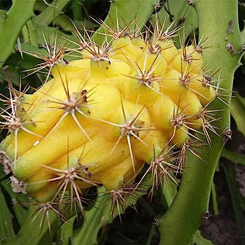 Hylocereus Megalanthus-Samen, 30 Stück/Beutel, Hylocereus Megalanthus-Samen, saftig, Wasserbedarf, gelbe Früchte, fruchtbar, Hylocereus Megalanthus-Samen, Blumen-Obstbaum-Gemüsesamen Samen von Hyl von lamphle