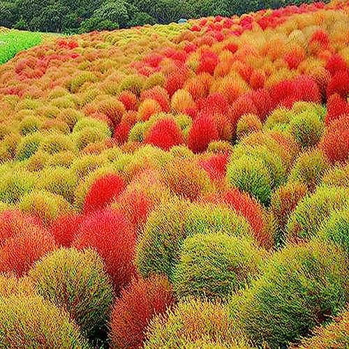 Kochia Scoparia-Samen, 200 Stück/Beutel, Kochia Scoparia-Samen, natürliche, multifunktionale, dekorative, ästhetische Pflanzensamen, Blumen-, Obstbaum- und Gemüsesamen Orange Rot von lamphle