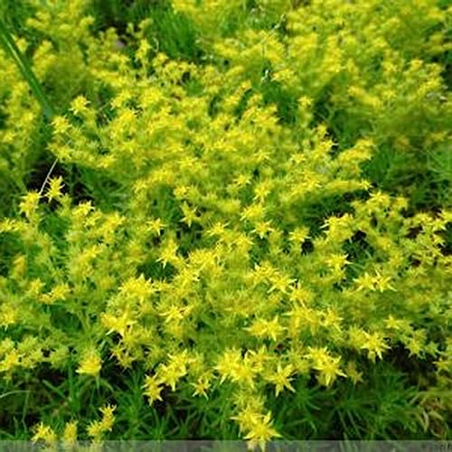 Mauerpfeffer-Notoginseng-Samen, 100 Stück Sedum Aizoon-Samen, gesunde, nahrhafte, essbare Sedum-Goldmoos-Fetthenne-Sedum-Acre-Samen für zu Hause Samen von lamphle