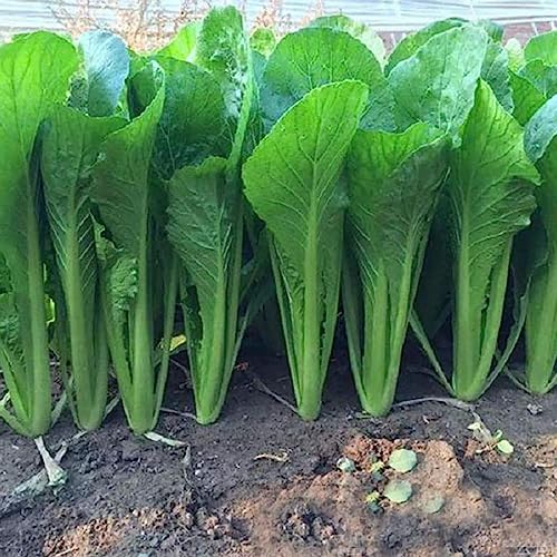 Pakchoi-Samen, 3000 Stück Pakchoi-Samen, guter Geschmack, nahrhafte Gemüsesamen, Blumen-Obstbaum-Gemüsesamen Pak-Choi-Samen von lamphle