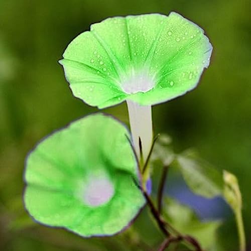 Petunia-Samen, 100 Stück/Beutel Petunia-Samen, dekorative hängende Bonsai, jährliche Tischplatte, Landschaftspflanzensamen für Parterre Grün von lamphle