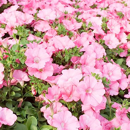 Petunia-Samen, 100 Stück/Beutel Petunia-Samen, dekorative hängende Bonsai, jährliche Tischplatte, Landschaftspflanzensamen für Parterre Rosa von lamphle