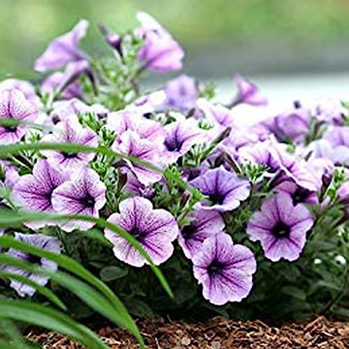 Petunia-Samen, 100 Stück/Beutel Petunia-Samen, dekorative hängende Bonsai, jährliche Tischplatte, Landschaftspflanzensamen für Parterre Violett von lamphle