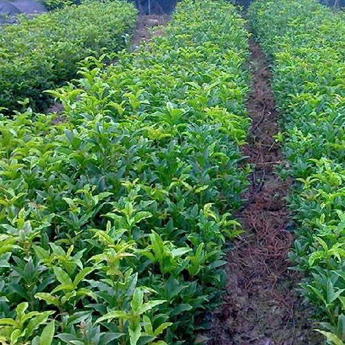 Rhinanthus Minor Samen, 1200 Stück/Beutel Heimpflanzensamen, seltene neuartige Form, kleine ästhetische Bonsai-Samen, Blumen-, Obstbaum- und Gemüsesamen Strass-Samen von lamphle