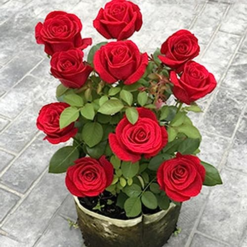 Rosensamen, 1 Beutel Samen, produktive, ertragreiche, natürliche Rosensamen mit hoher Überlebensrate für Zuhause Rot von lamphle