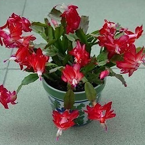 Schlumbergera-Samen, 20 Stück/Beutel, Schlumbergera-Samen, lebensfähige Zier-Mini-Dekorationsblumensamen, Blumen-Obstbaum-Gemüsesamen Schlumbergera-Samen von lamphle