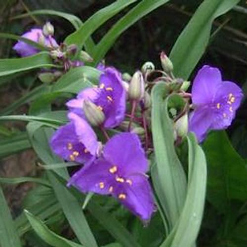 Spinnenkraut-Samen, 50 Stück/Beutel, Spinnenkraut-Samen, produktiv, gentechnikfrei, gut angepasster Garten, Tradescantia Ohiensis, Bonsai-Sämlinge für Parterre Samen von lamphle