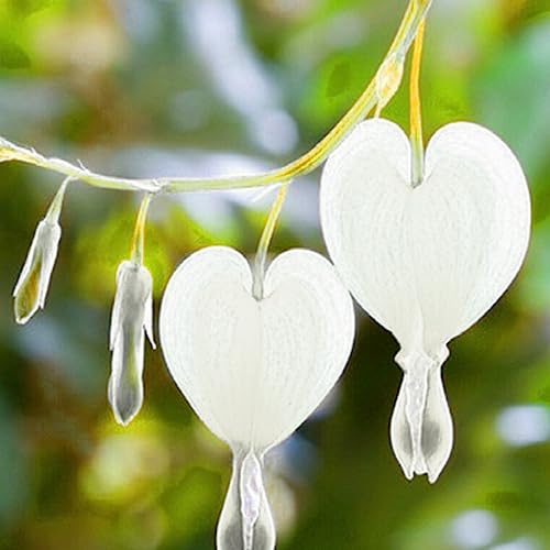 Tränendes Herz Samen, 10 Teile/beutel Tränendes Herz Samen Mehrjährige Gute Ernte Rot Attraktive Bonsai Dicentra Samen Blume Obst Baum Gemüse Samen Weiß von lamphle