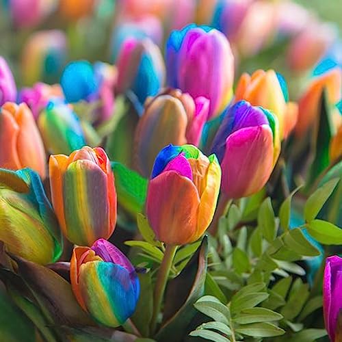 Tulpensamen, 100 Stück, produktive, gentechnikfreie, kleine, produktive, bunte Blumensamen, Blumen-, Obstbaum- und Gemüsesamen Tulpensamen von lamphle