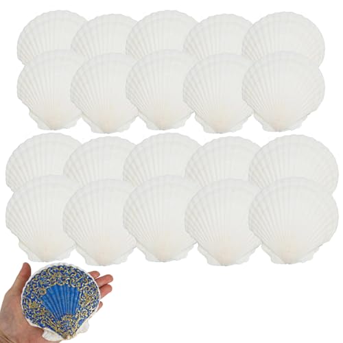 20stk Natürliche Jakobsmuscheln zum Basteln, 2 Größen Groß und Klein Weiße Sommer Strand Muscheln zum Selbermachen Malen Backen Hochzeitsdekor Ozean-Mottoparty und Heimdekoration 20stk Natürliche Jakobsmuscheln zum Basteln, 2 Größen Groß und Klein Weiße Sommer Strand Muscheln zum Selbermachen Malen Backen Hochzeitsdekor Ozean-Mottoparty und Heimdekoration von lasuroa