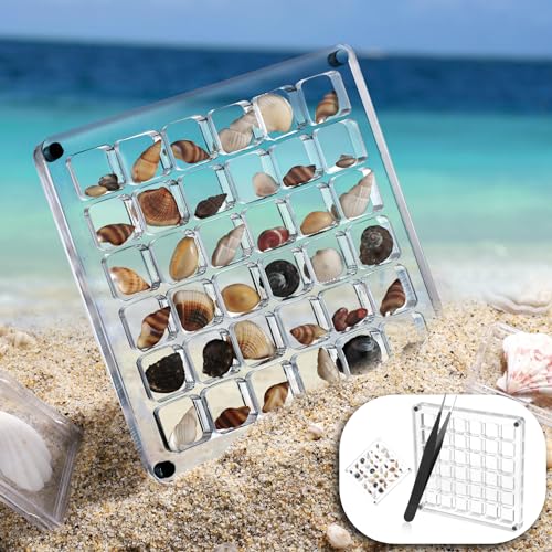 Magnetische Muschel Ausstellungsbox aus Acryl mit Pinzette, 36 Gitter Transparente Quadratische Muschel-Organizer-Box Aufbewahrungsbox Muschel Perlenbehälter für Kleine Bastelarbeiten Sammlung von lasuroa