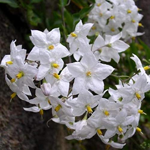 Solanum Jasminoides (Jasmin bei Nacht) [Vase Ø14cm] von le Georgiche